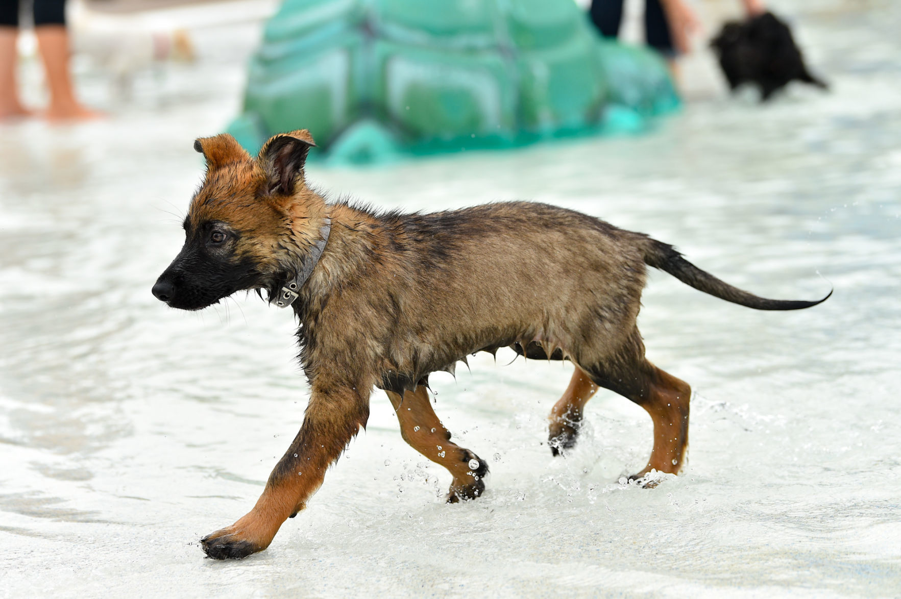 082919-bet-doggysplash-025a.JPG
